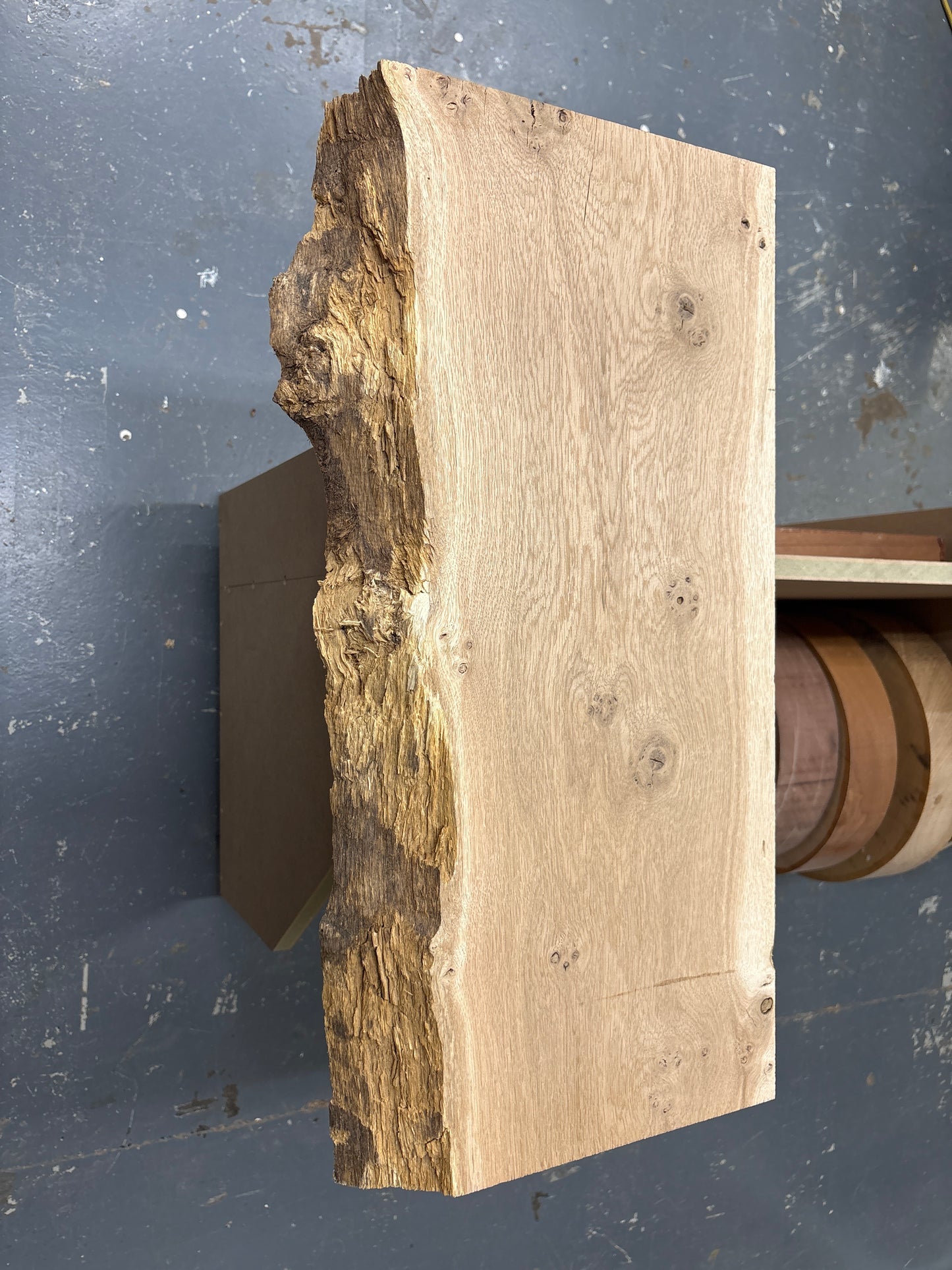 European Oak EUO09 — 620x320avg x50mm Pippy (Live Edge)