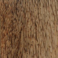 Coconut Palm