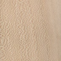 Sycamore