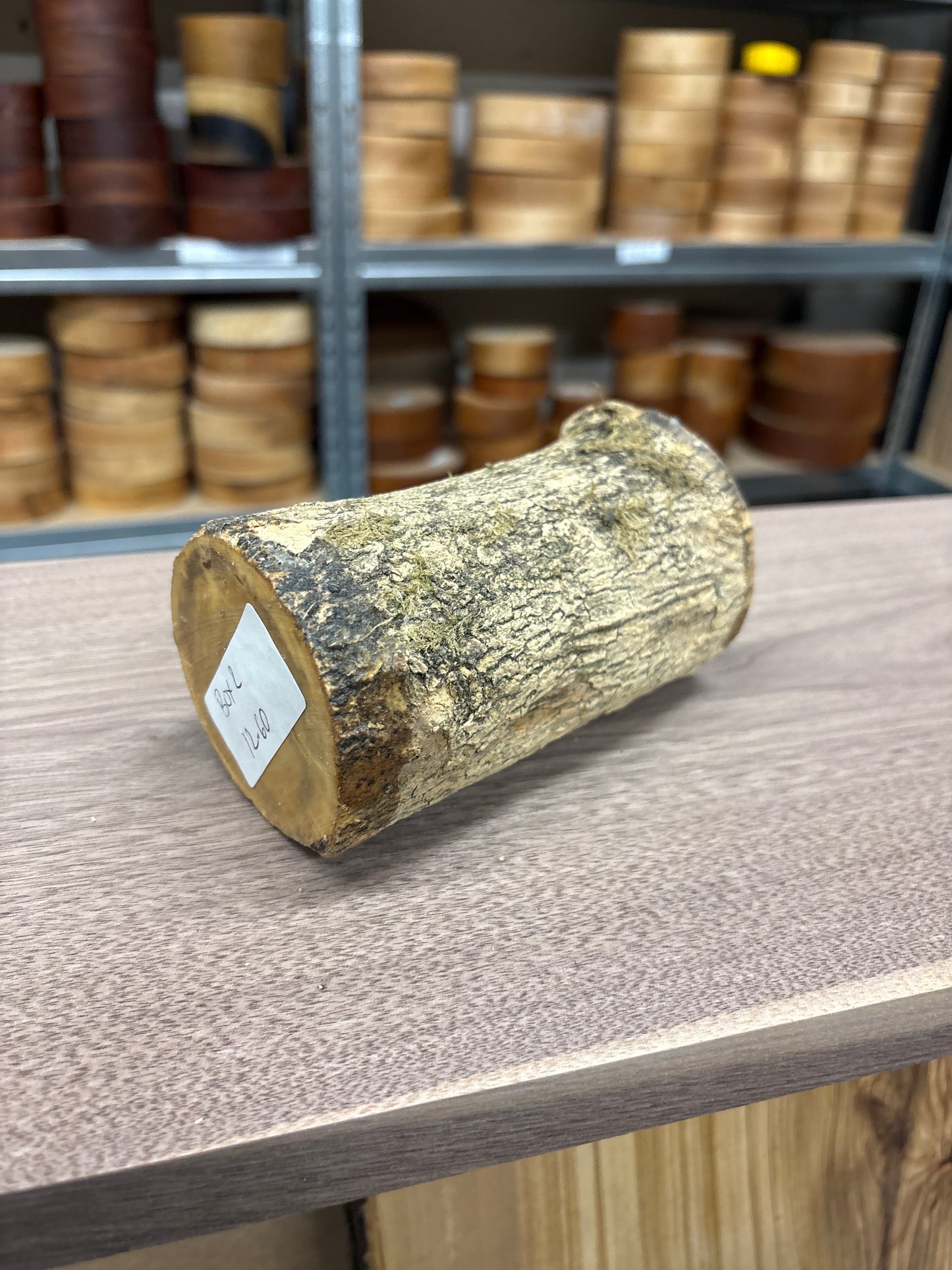 English Boxwood Loglet Blank BOX02