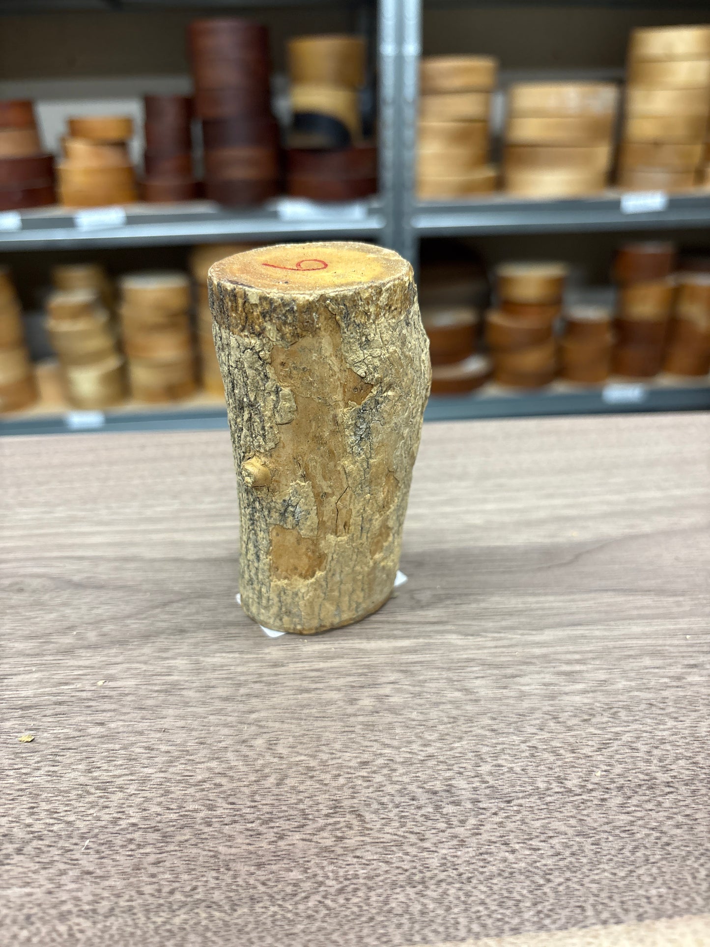 English Boxwood Loglet Blank BOX06
