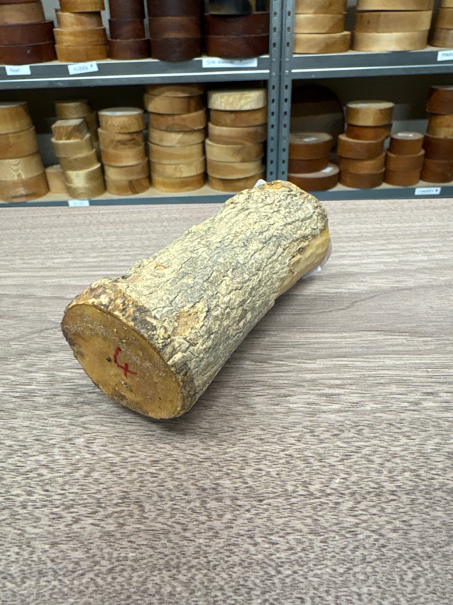 English Boxwood Loglet Blank BOX04