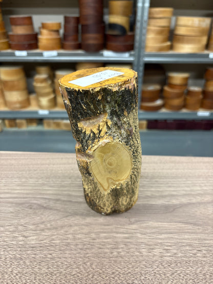 English Boxwood Loglet Blank BOX01