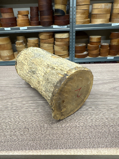 English Boxwood Loglet Blank BOX02