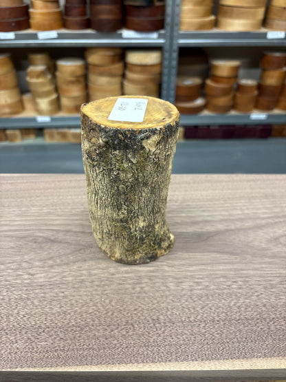 English Boxwood Loglet Blank BOX02