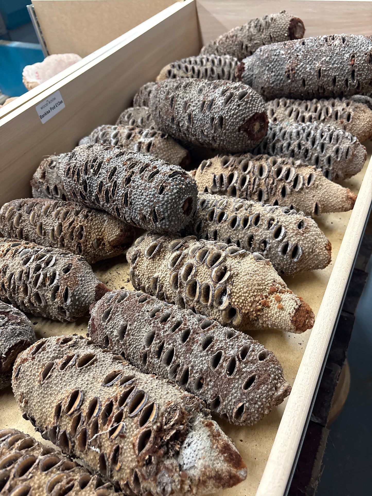 Banksia Seed Pod