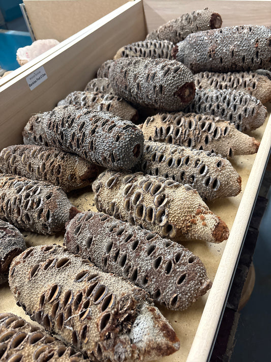 Banksia Seed Pod