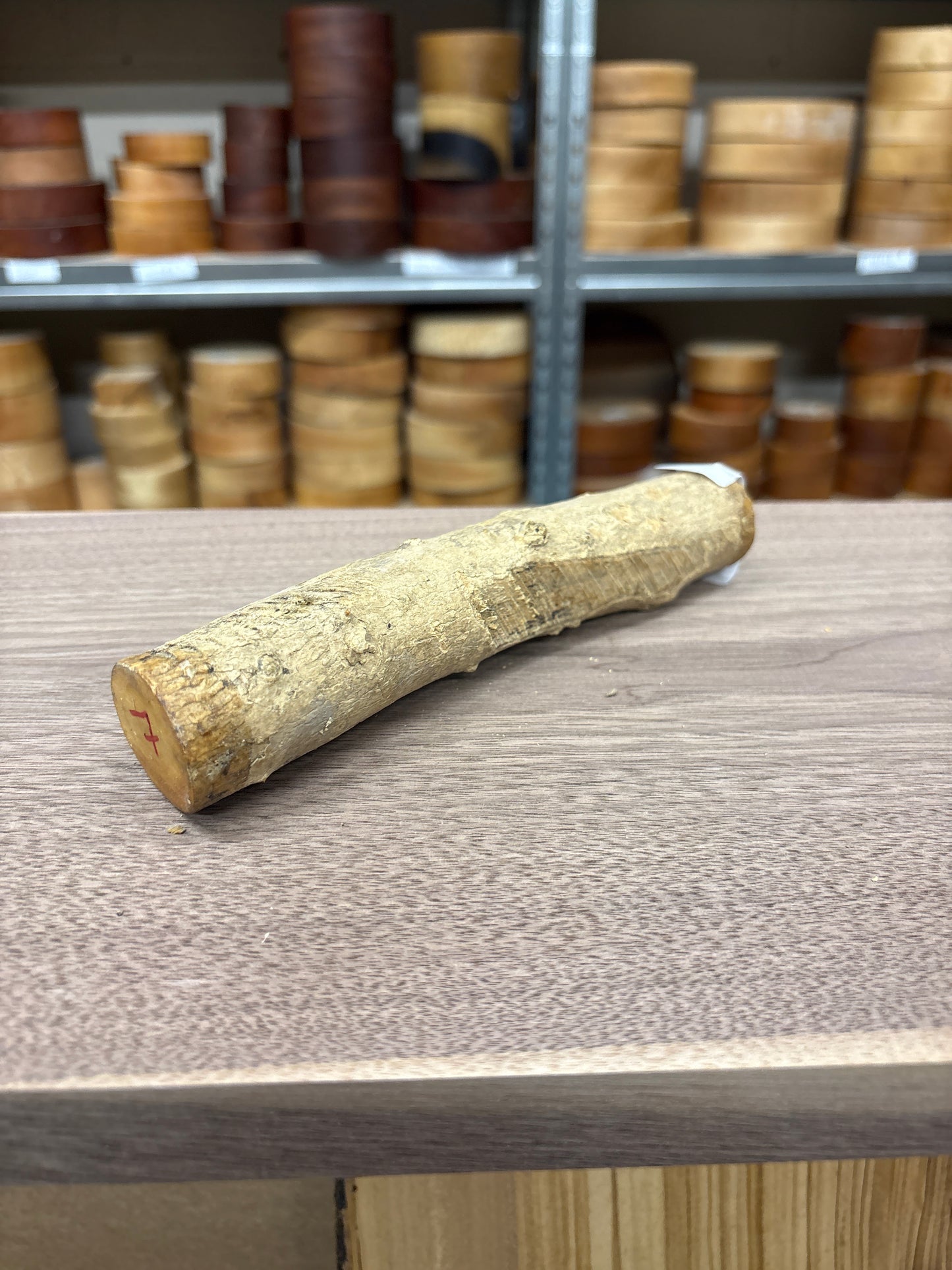 English Boxwood Loglet Blank BOX07
