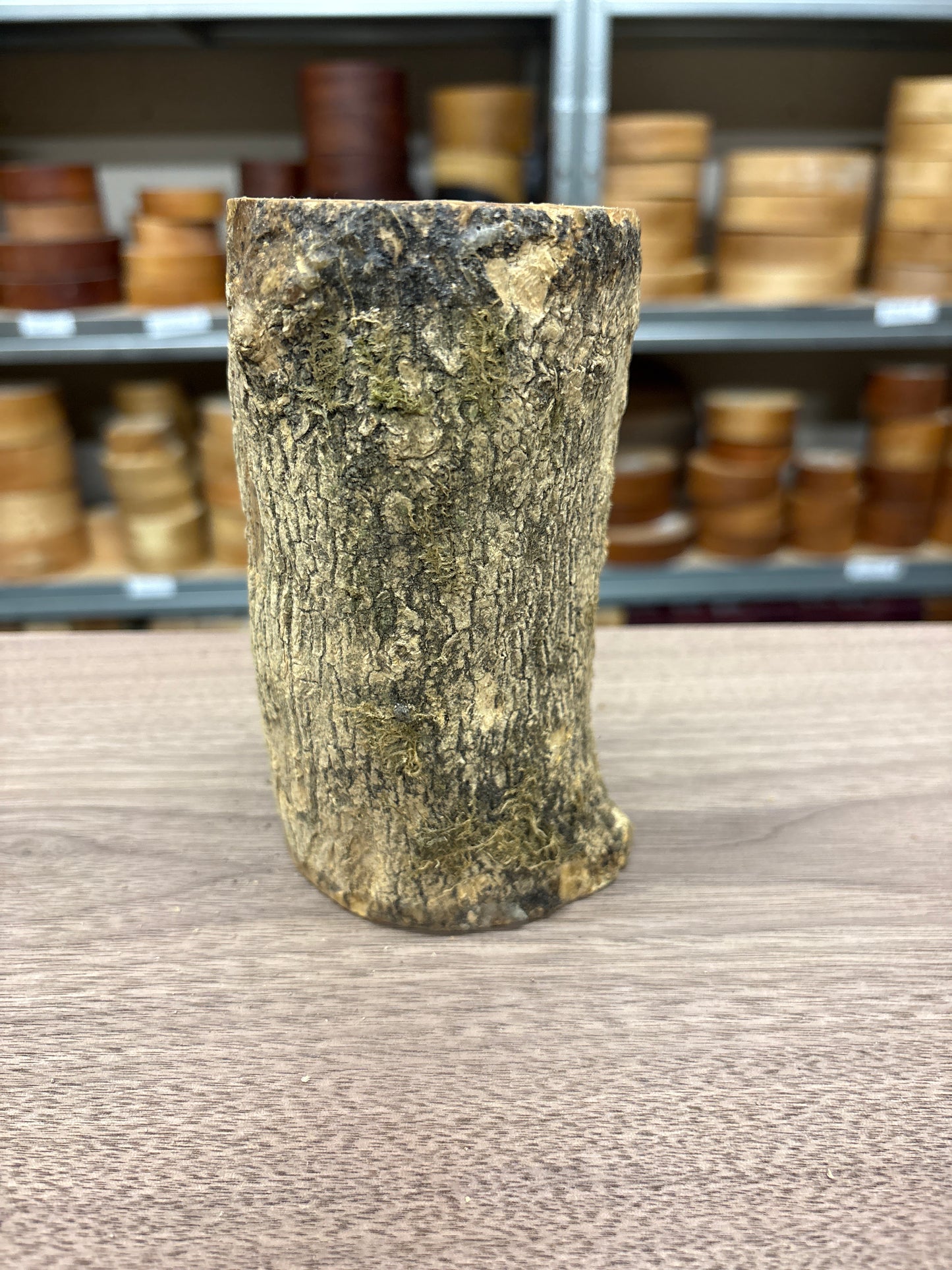 English Boxwood Loglet Blank BOX02